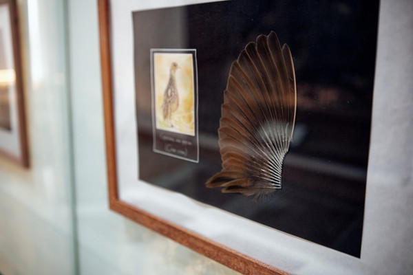 Выставка «Про перо»