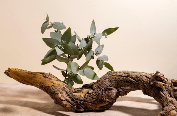 Творческая встреча «Аэробика для воображения»