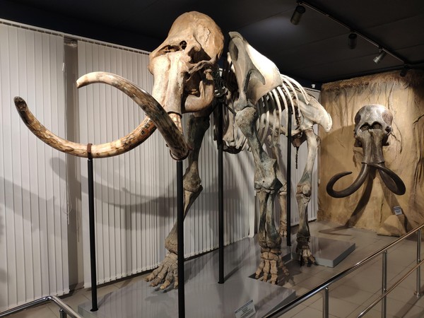 Музейное занятие «Палеонтологические находки в Новосибирской области»