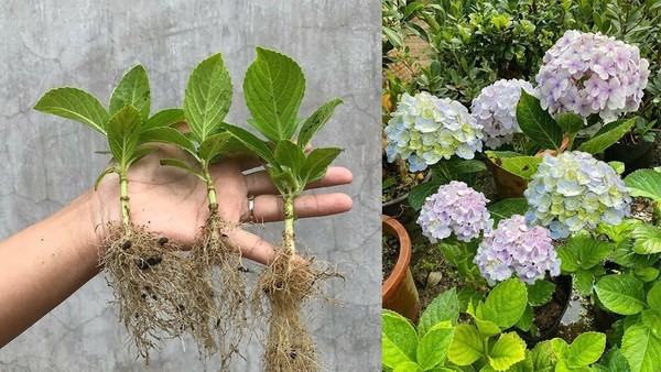 «Гортензии пышного цветения: классификация и размножение»