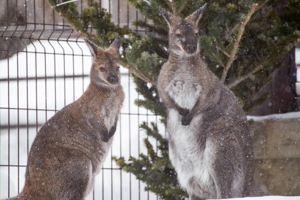 Показательное кормление кенгуру Беннета и Эму