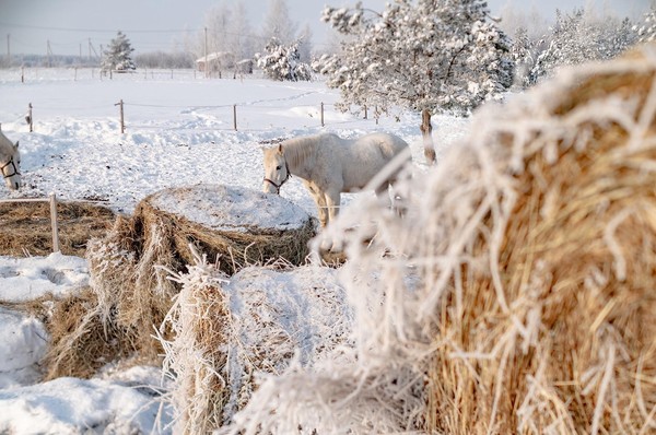 Открытие фотопроекта «Снежность»