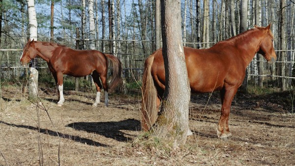 Евгений Ткачук. Природа перезагрузки