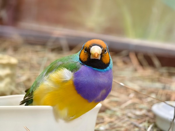 «Ням-ням Шоу»