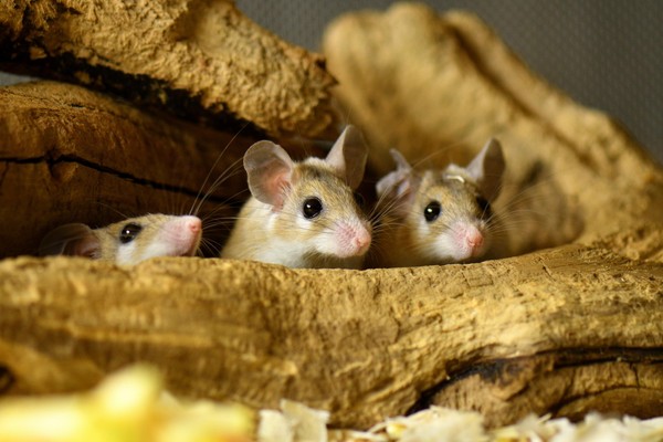 «Животное дня»