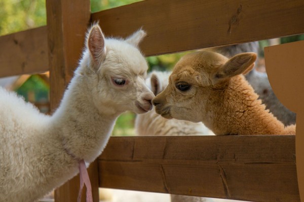 Экскурсия в выходные дни в парк альпак «Пача мама»