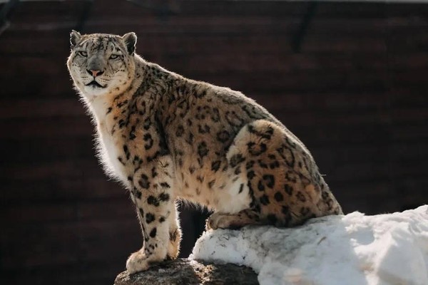 Экспозиция диких и домашних животных