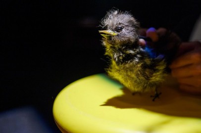 Воробьишко. М. Горький