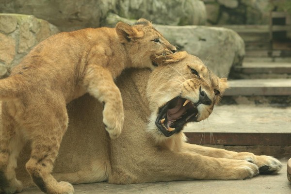 Программа «Афиша на апрель 2026»