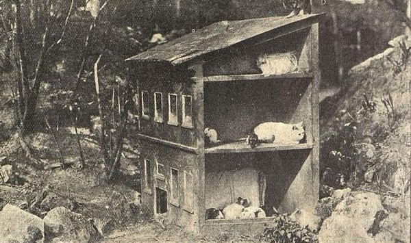 Тематическая беседа «Зоопсихологическая лаборатория В. Л. Дурова»