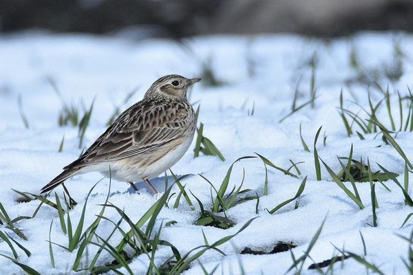Мастер-класс в технике оригами «Весенний жаворонок»