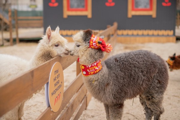 Экскурсия в будни в парк альпак «Пача мама»