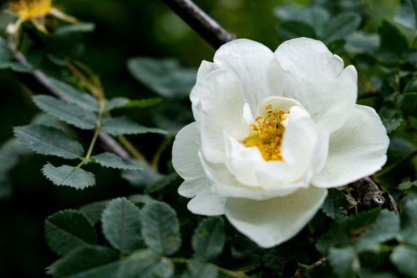 Интерактивно-тематическое занятие «Первоцветы»