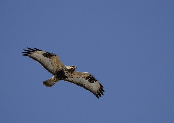 «Перелетные птицы»