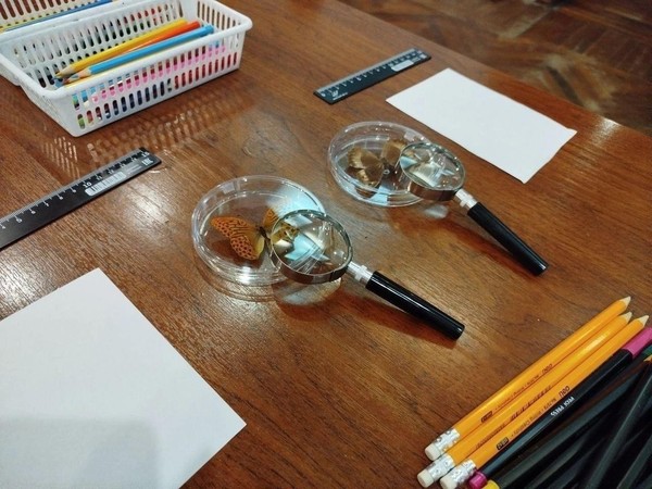 Интерактивно-образовательная программа «Лаборатория энтомолога: бабочки»