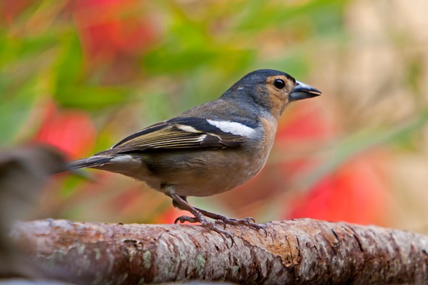 На Куршскую косу с посещением орнитологической станции