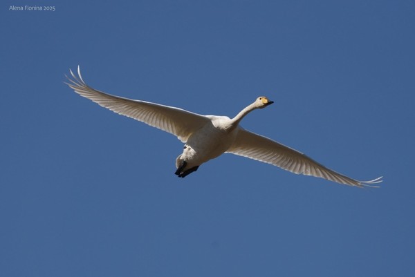 Рязанский клуб «Птицы» «Прилет птиц в Рязанскую область»