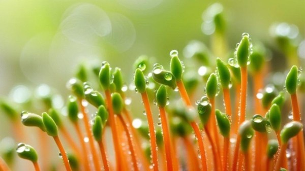 Познавательная программа «В гармонии с природой»