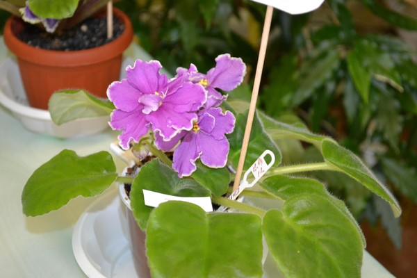 Открытие выставки «Цветочные страницы весны»