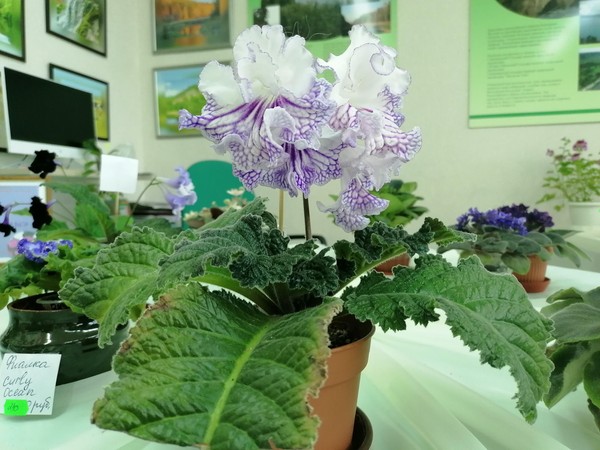 Выставка «Цветочные страницы весны»