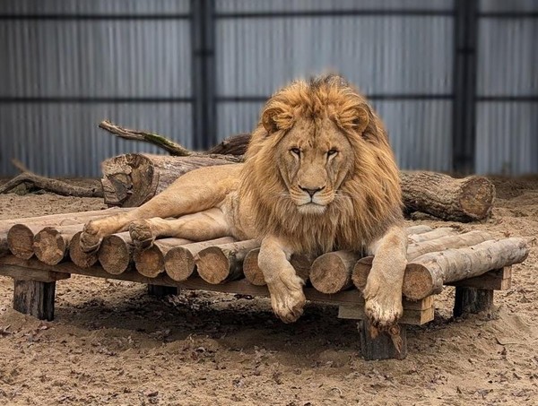 «День рождения льва Алтая»