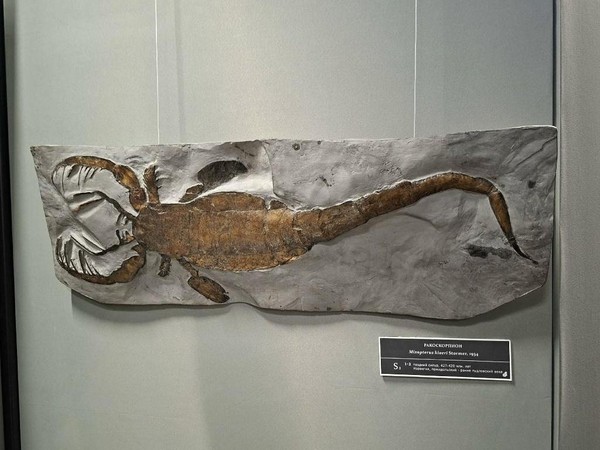 Интерактивная образовательная программа «Лаборатория палеонтолога»