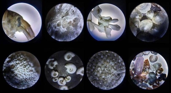 Занятия с микроскопами «Микромир»