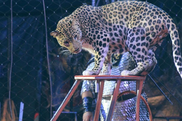 Цирк-шапито «Золотой дракон». Шоу персидских леопардов