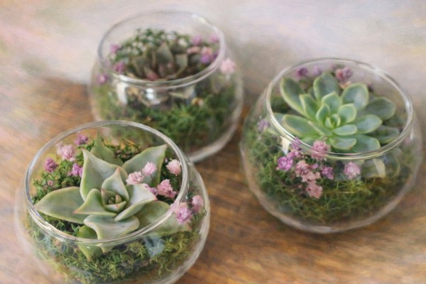 Создание живого флорариума