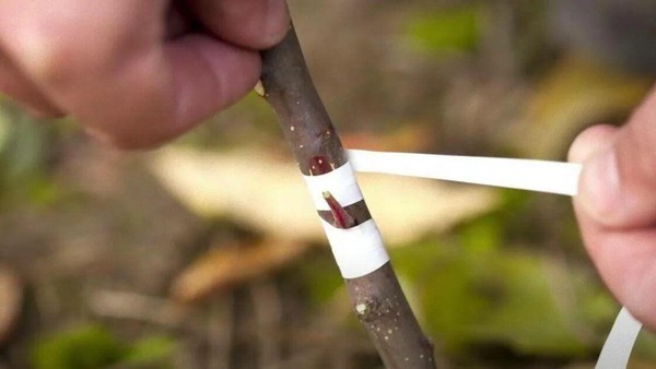 «Прививка в расщеп: техника, секреты и практика»