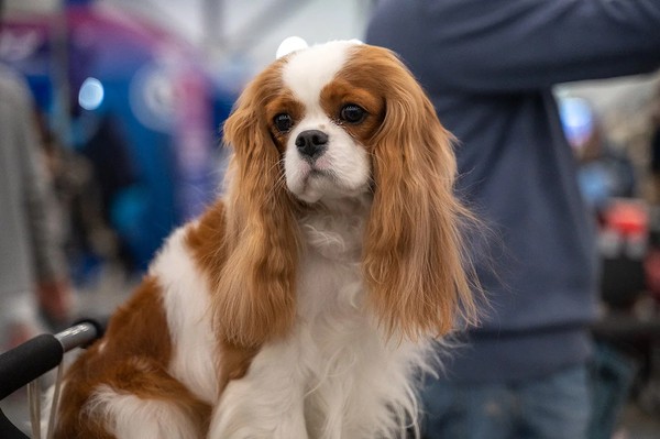 Город собак. Весна 2026