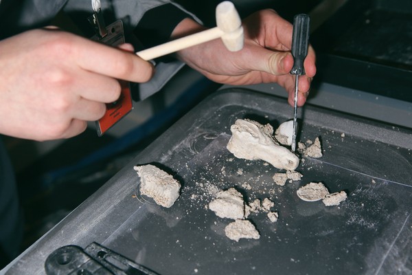 Палеонтология. Научная программа для детей