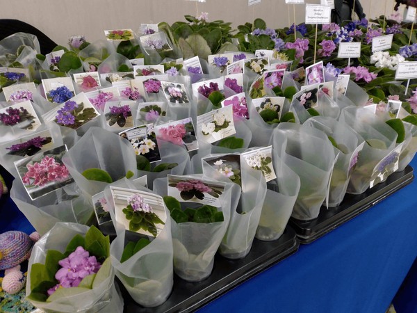 Выставка фиалок
