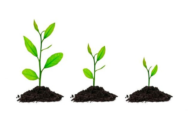 Экологическая акция «Посади дерево!»