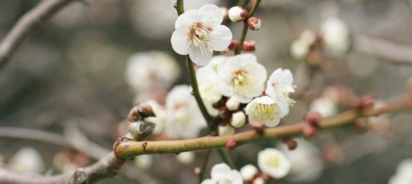 Мастер-класс по традиционной китайской живописи «Дикая слива»