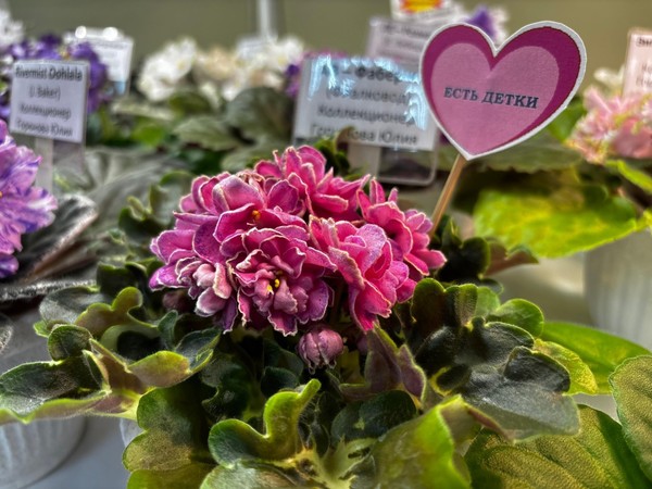 Выставка «Кружево сенполий»