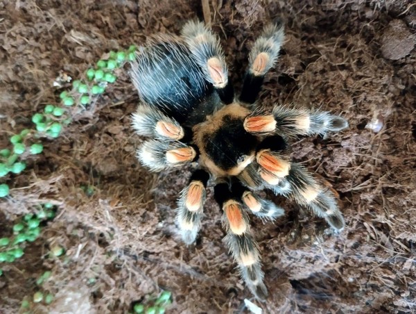 Выставка экзотических животных