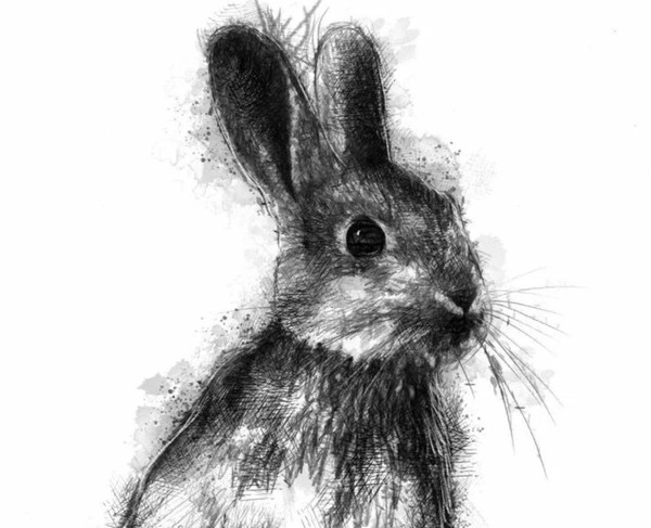 Программа «Зооарт»