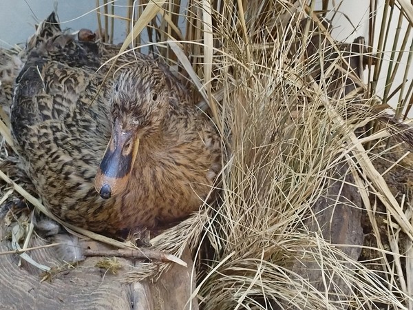 Программа «Естественно-научные коллекции музея-заповедника об адаптации в природе»