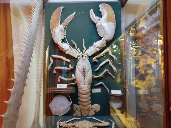 Экскурсия «Коллекция «Обитатели морей»