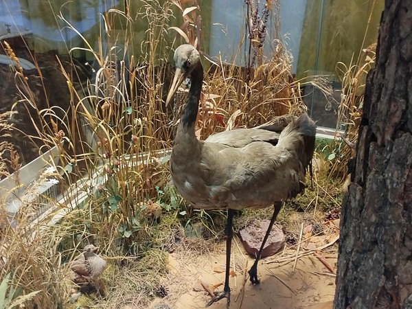 Экскурсия «Коллекция «Птицы»