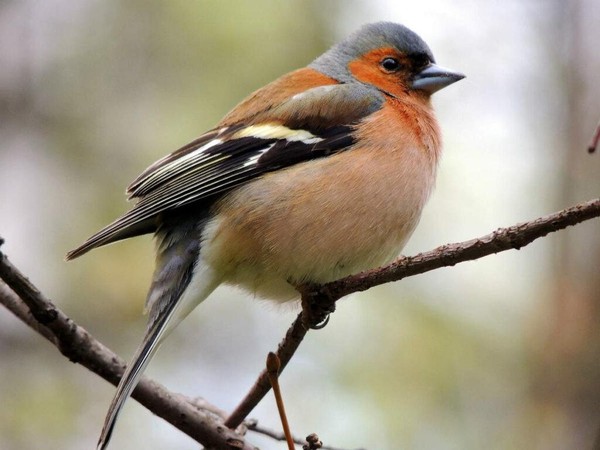 «Яркое царство пернатых»