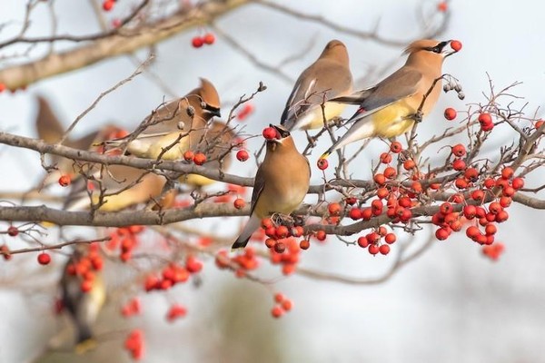 «Весенний птичий перезвон»