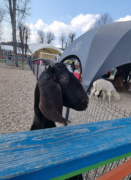 Альпака-парк и улиточная ферма — трансфер из Минска и обратно