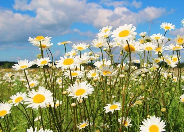 Весенний фестиваль «Праздник народных традиций и культур» «День русской души»