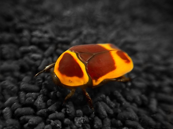 День создания Зооэкзотариума