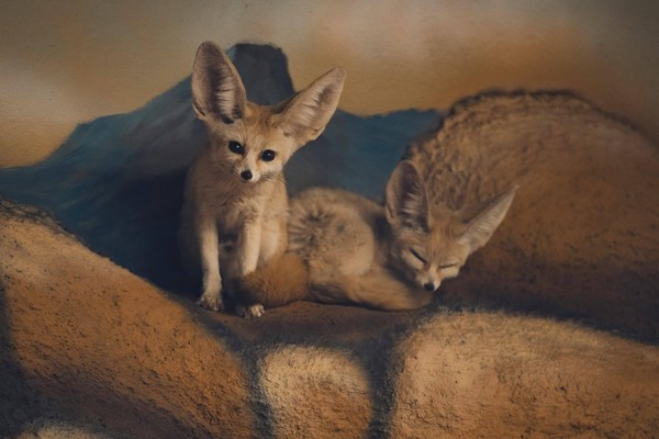 Постоянная экспозиция