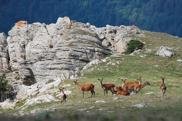 «Особо охраняемые территории»