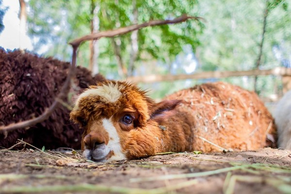Экскурсия в будни в парк альпак «Пача мама»