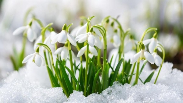 Программа «Весна в поэзии, живописи, музыке»